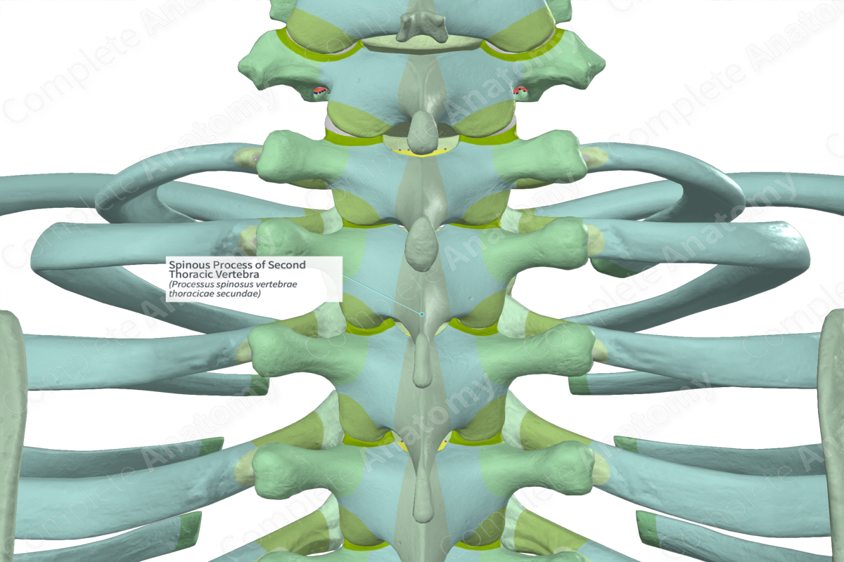 Spinous Process of Second Thoracic Vertebra