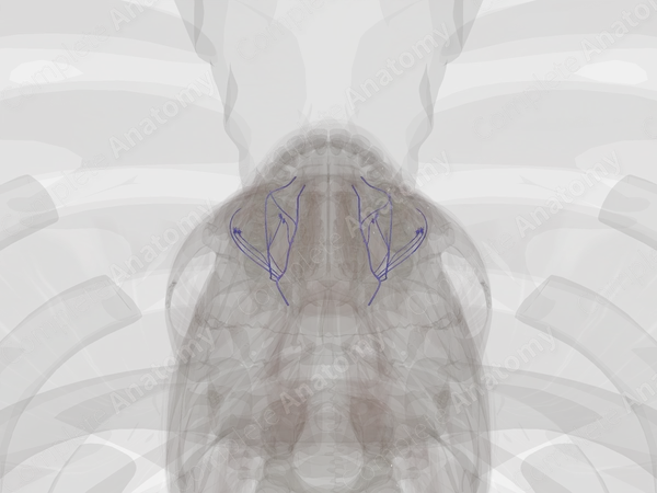 Orbital Veins