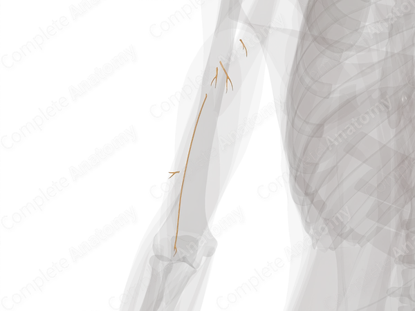 Muscular Branches of Radial Nerve (Arm, Left)