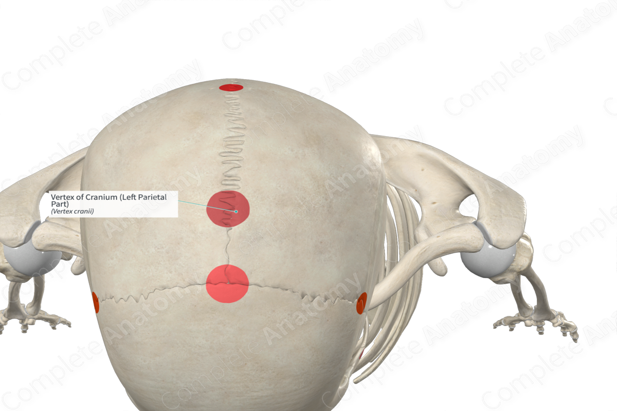 Vertex of Cranium (Left Parietal Part)