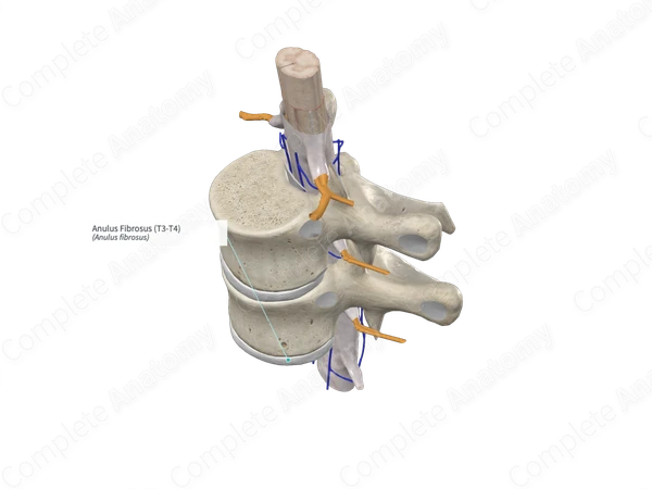 Anulus Fibrosus (T3-T4)