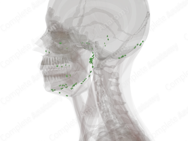 Lymph Nodes of Head