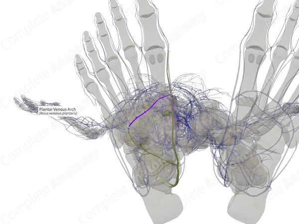 Plantar Venous Arch (Left)
