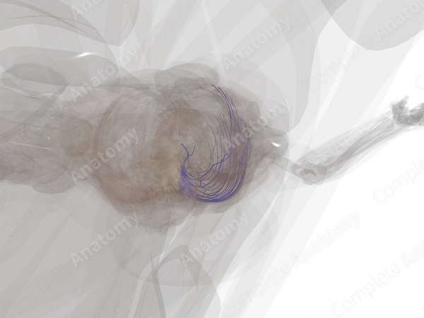 Posterior Intercostal Veins (Left)