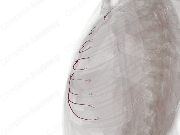 Anterior Intercostal Branches of Internal Thoracic Artery (Left)