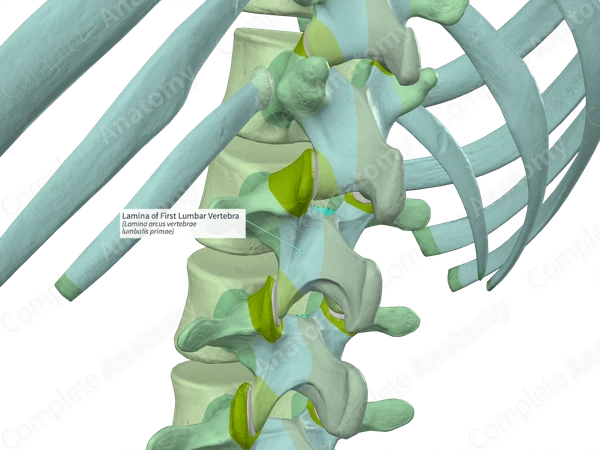 Lamina of First Lumbar Vertebra (Left)
