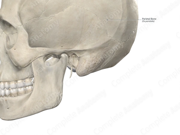 Parietal Bone 