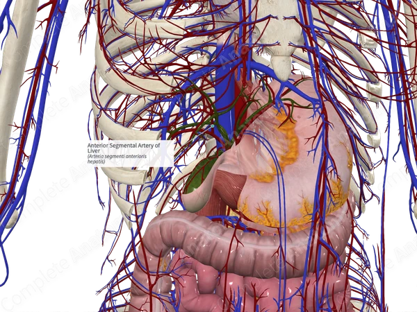 Anterior Segmental Artery of Liver