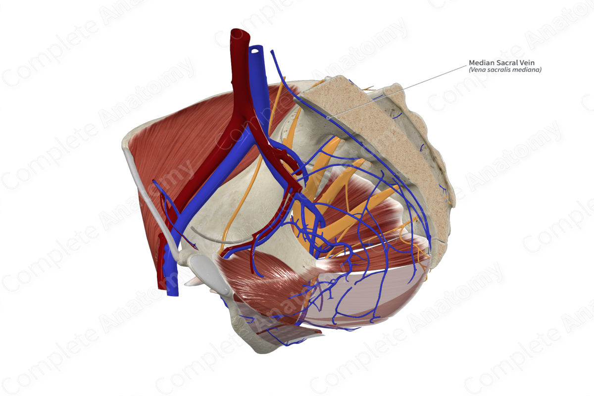 Median Sacral Vein