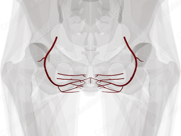 Arteries of Urogenital Triangle