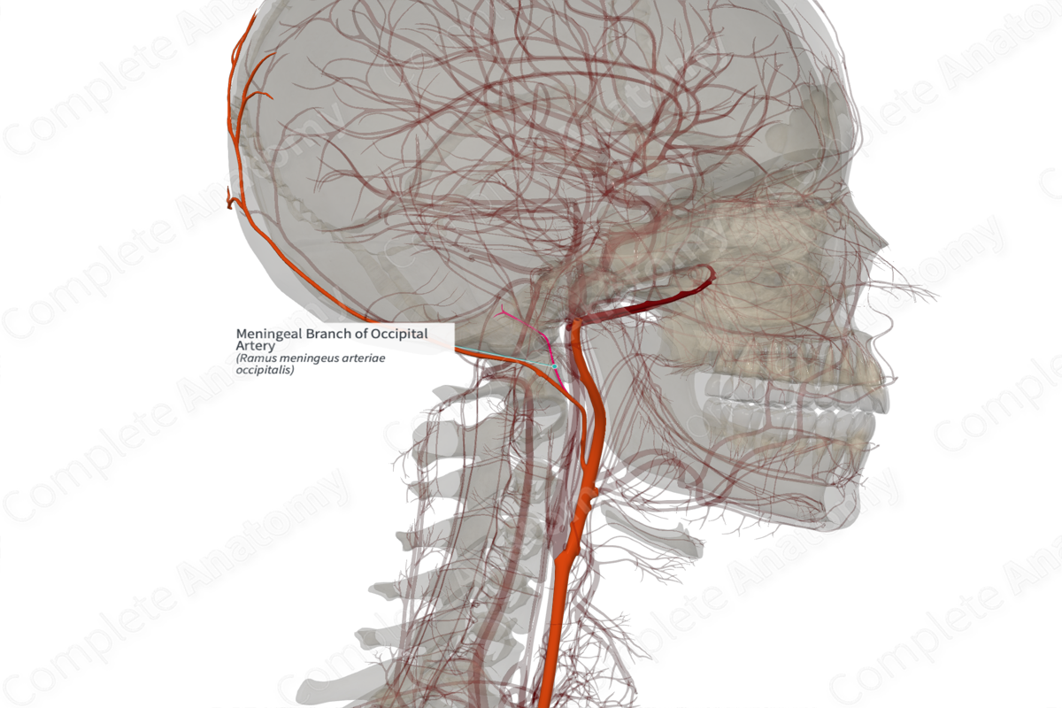 Meningeal Branch of Occipital Artery (Right)