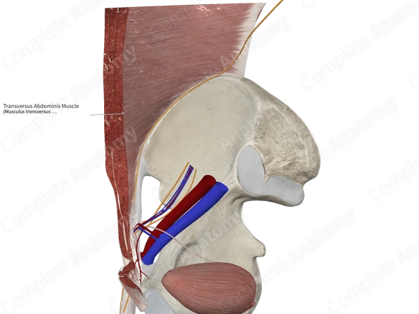 Transversus Abdominis Muscle 