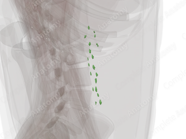 Left Lumbar Nodes