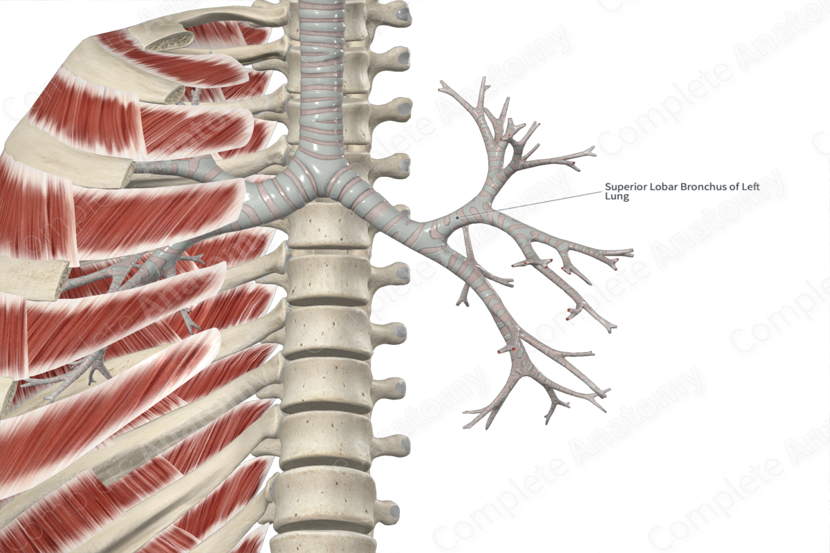 Left Superior Lobar Bronchus | Complete Anatomy