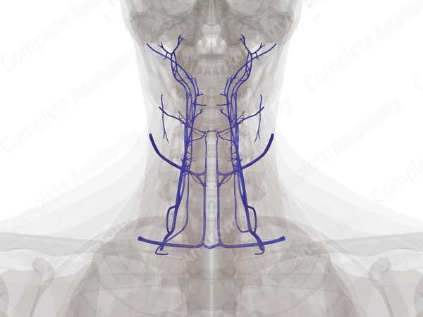 Veins of Neck