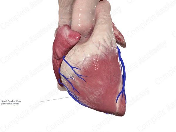 Small Cardiac Vein
