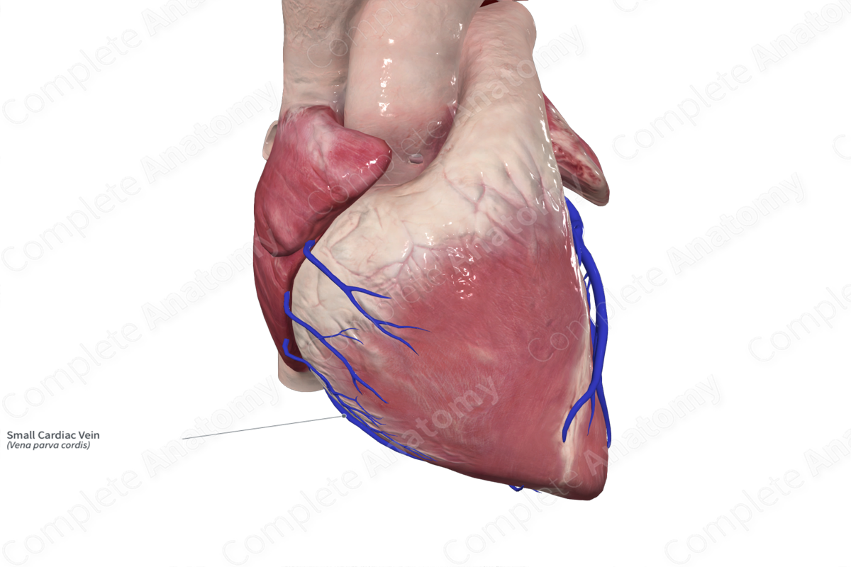 Small Cardiac Vein