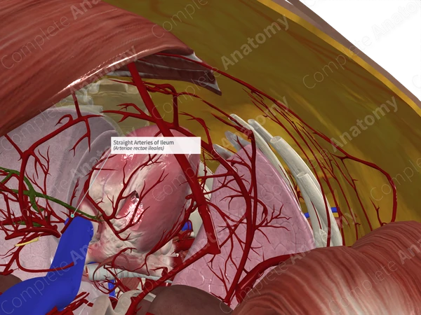 Straight Arteries of Ileum