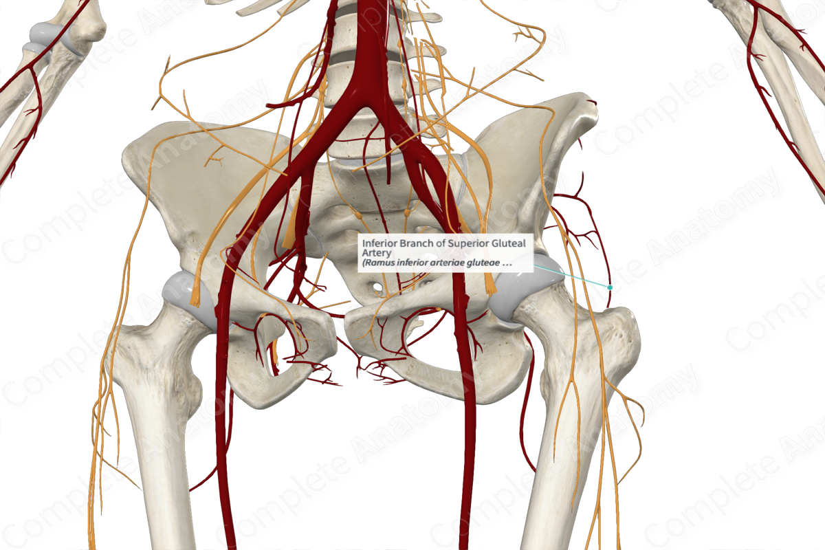 Inferior Branch of Superior Gluteal Artery 