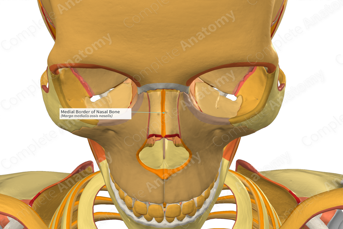 Medial Border of Nasal Bone
