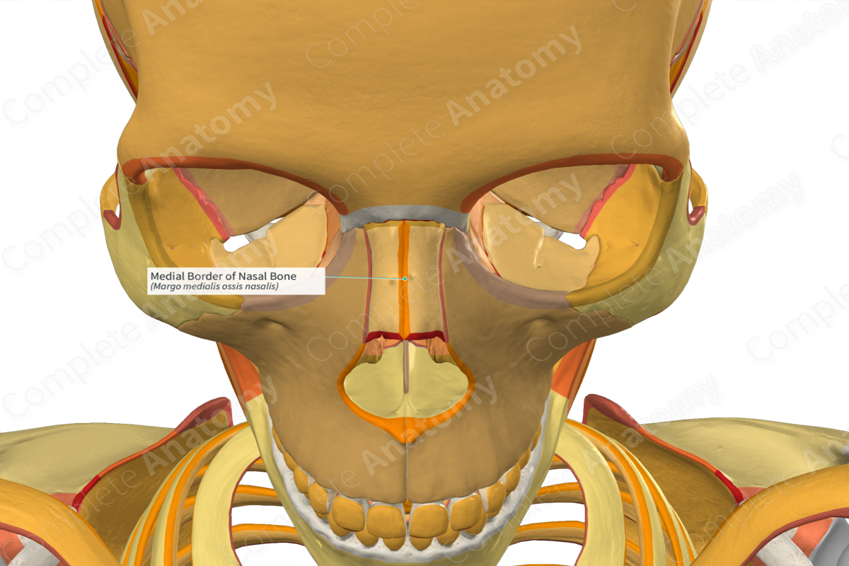 Medial Border of Nasal Bone | Complete Anatomy