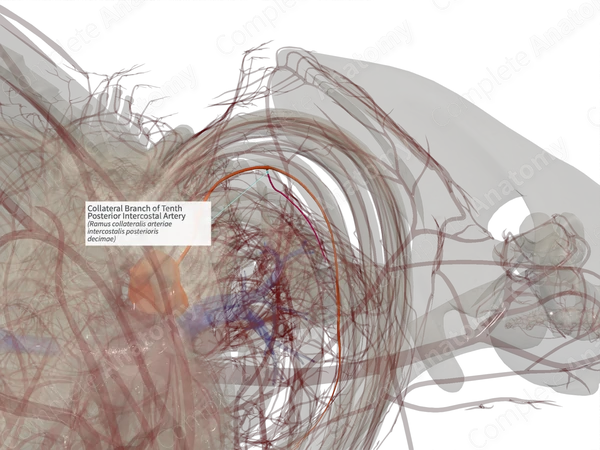 Collateral Branch of Tenth Posterior Intercostal Artery (Right)