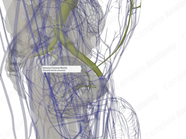 Venous Corona Mortis (Left)