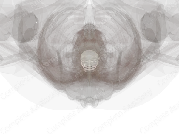 Intervertebral Symphysis (Thoracic)