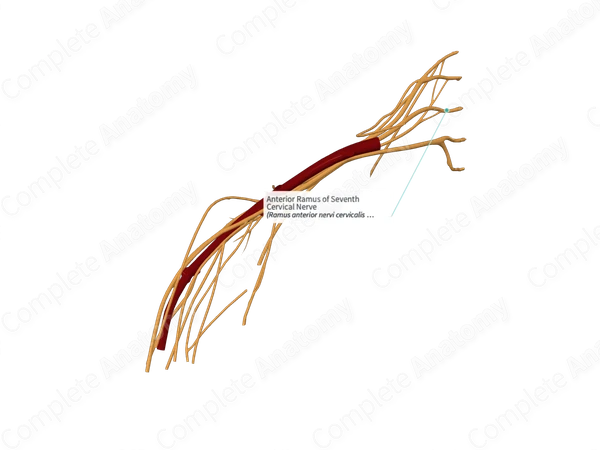 Anterior Ramus of Seventh Cervical Nerve 