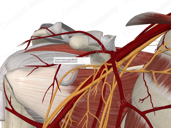 Coracoclavicular Bursa 