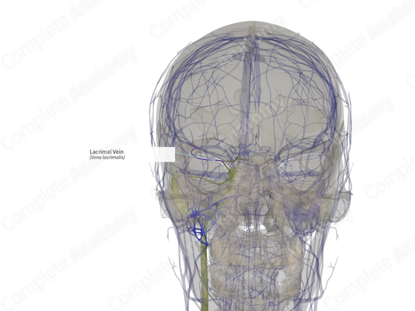 Lacrimal Vein (Right)