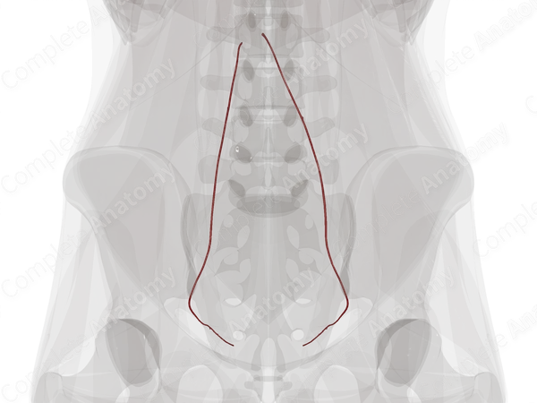 Arteries of Ovaries