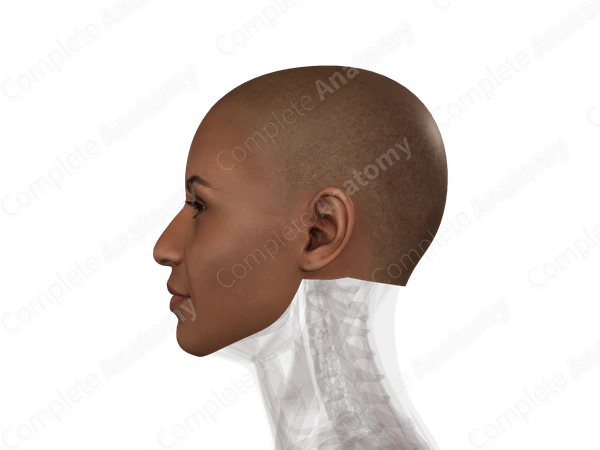 Skin (Head; Left)