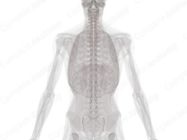 Zygapophyseal Joints