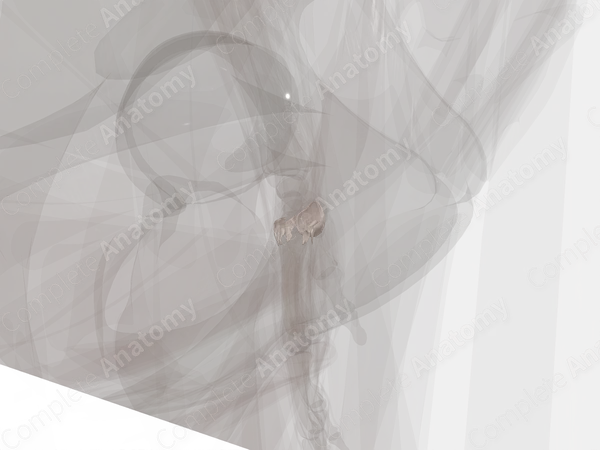 Carpometacarpal Joints (Left)