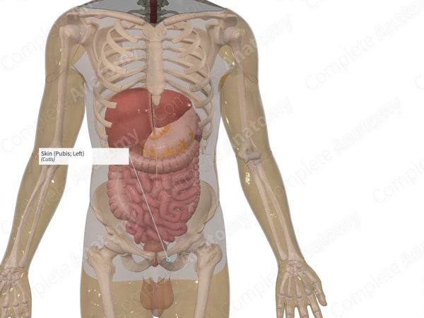 Skin (Pubis; Left)