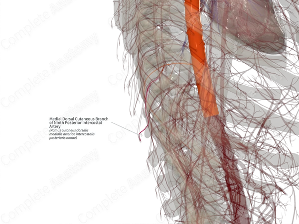 Medial Dorsal Cutaneous Branch of Ninth Posterior Intercostal Artery (Right)