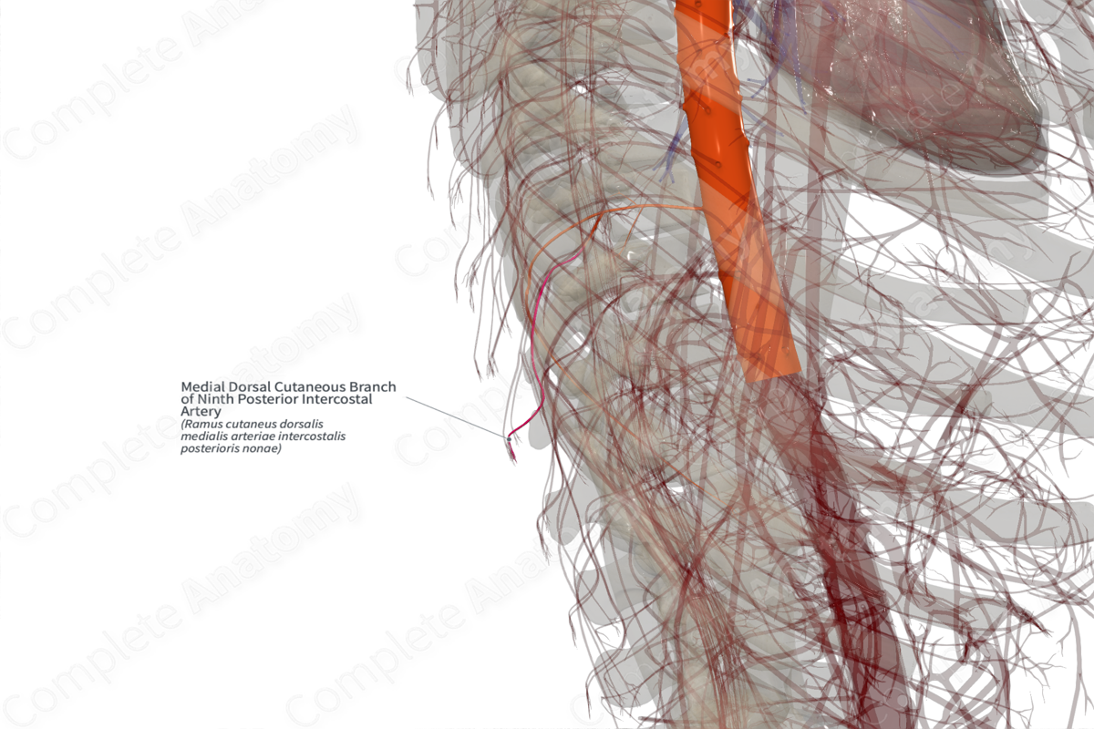 Medial Dorsal Cutaneous Branch of Ninth Posterior Intercostal Artery (Right)