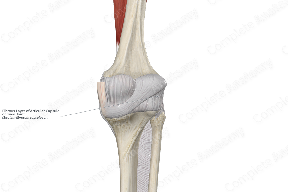 Fibrous Layer of Articular Capsule of Knee Joint 