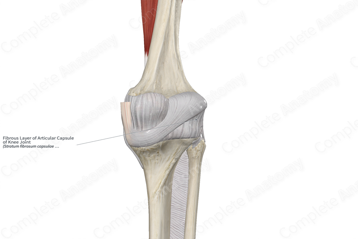 Fibrous Layer of Articular Capsule of Knee Joint Complete Anatomy