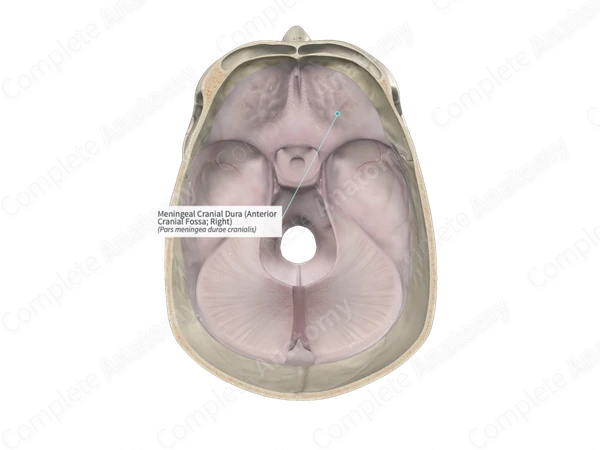 Meningeal Cranial Dura (Anterior Cranial Fossa; Right)