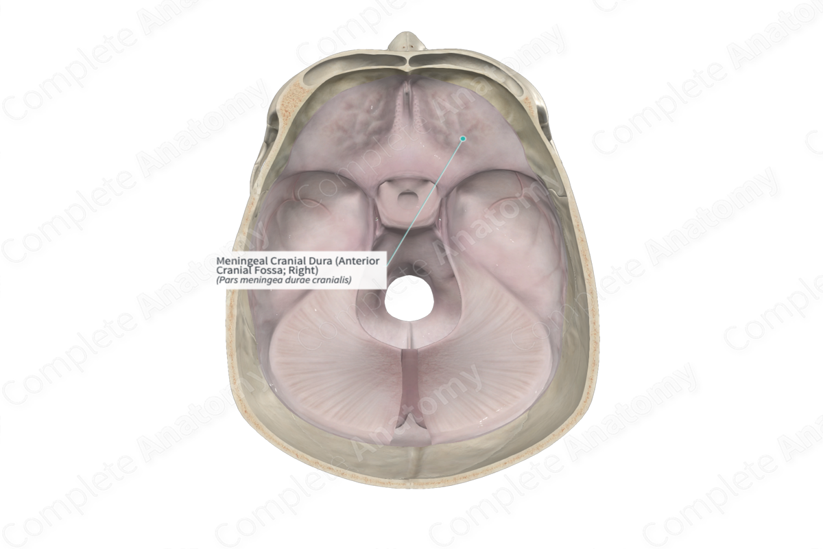 Meningeal Cranial Dura (Anterior Cranial Fossa; Right)