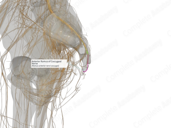 Anterior Ramus of Coccygeal Nerve (Left)