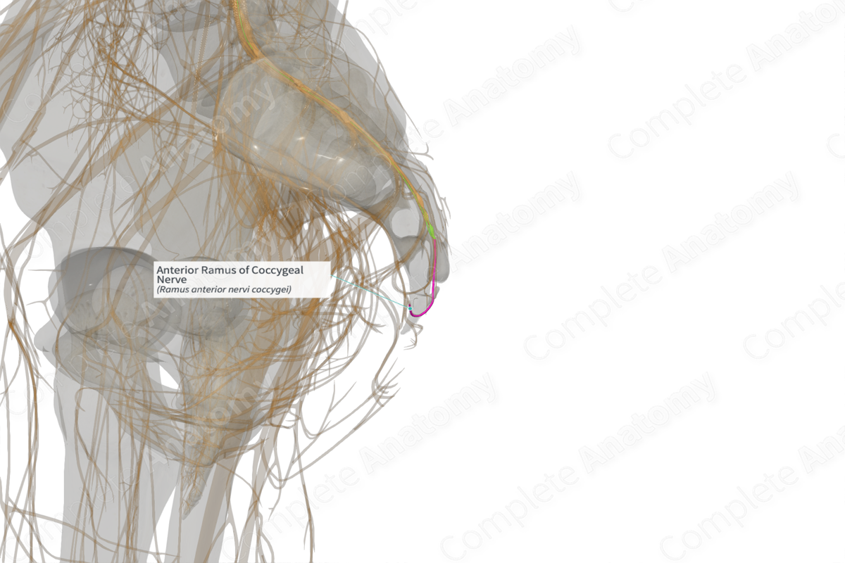 Anterior Ramus of Coccygeal Nerve (Left)