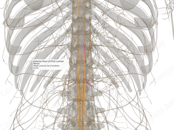 Anterior Root of First Lumbar Nerve (Right)
