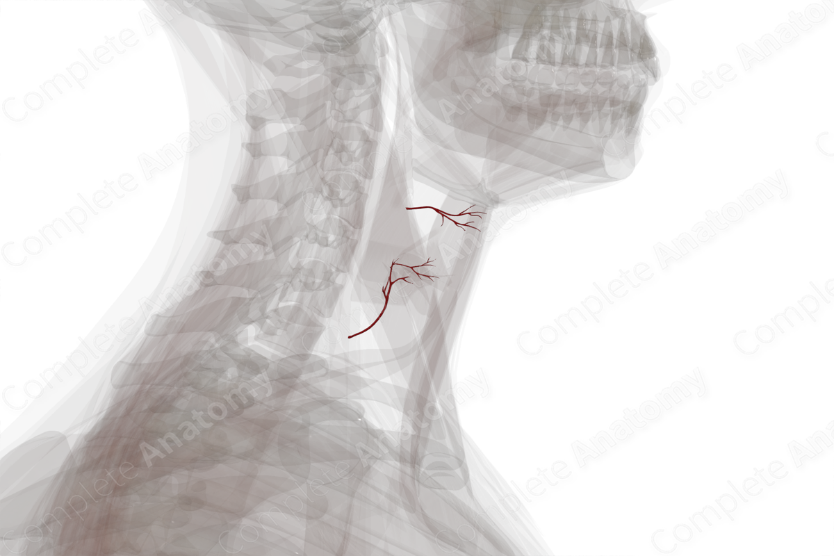Arteries of Larynx (Left)