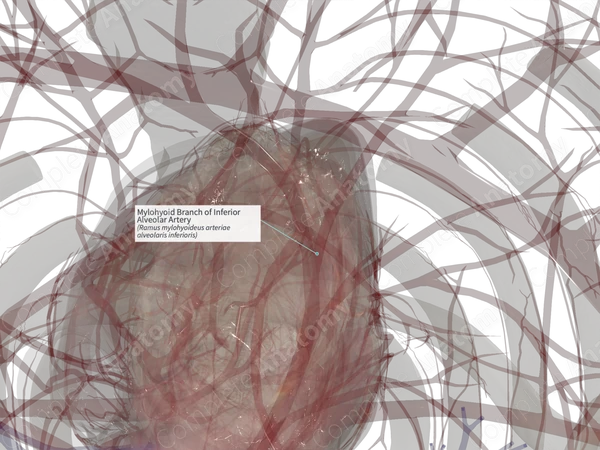Mylohyoid Branch of Inferior Alveolar Artery (Left)