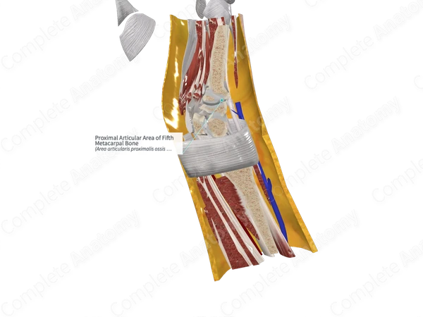 Proximal Articular Area of Fifth Metacarpal Bone 