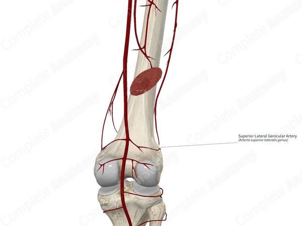 Superior Lateral Genicular Artery 