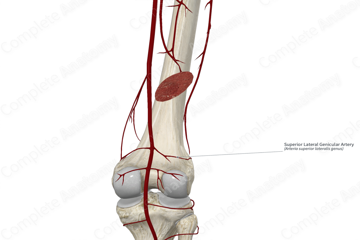 Superior Lateral Genicular Artery 